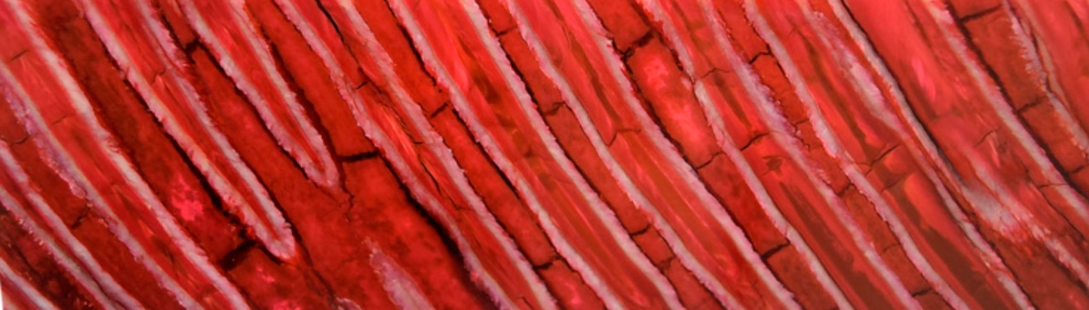Mammutbackenzahn rot